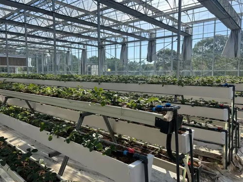 白鶴草莓香飄四溢，植物工廠開啟全年果香新紀(jì)元